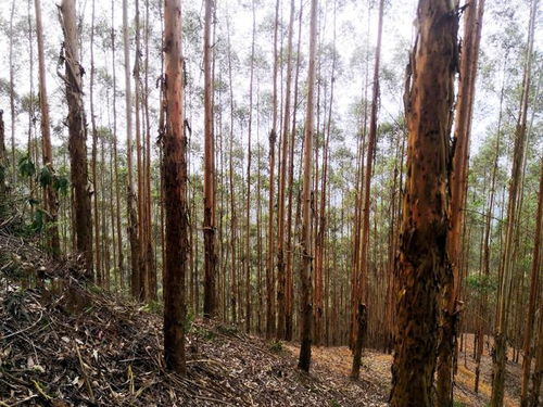 廣西桉樹 生物多樣性保護(hù)、生態(tài)平衡與木材安全的三維博弈